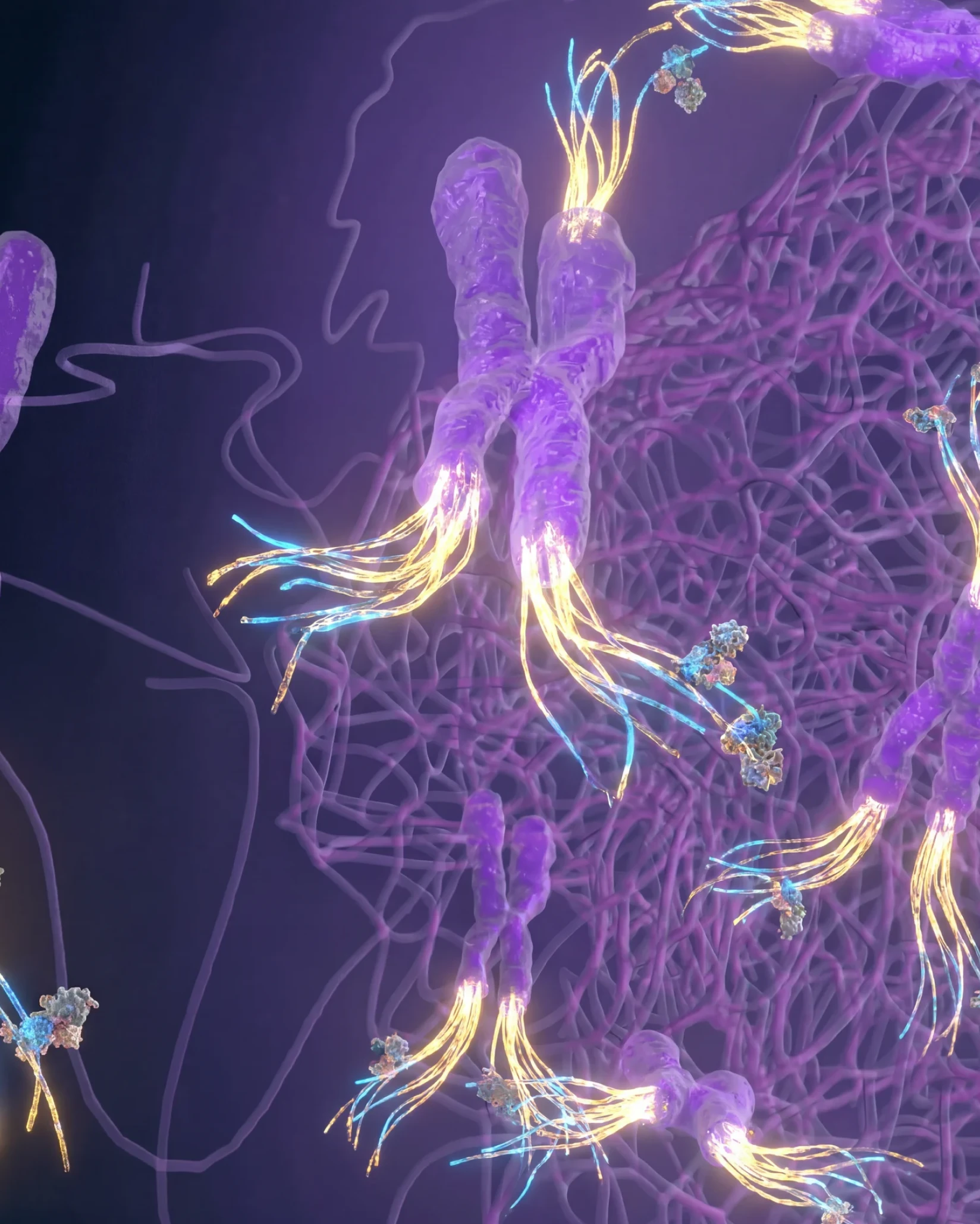 Telomere Length Extension