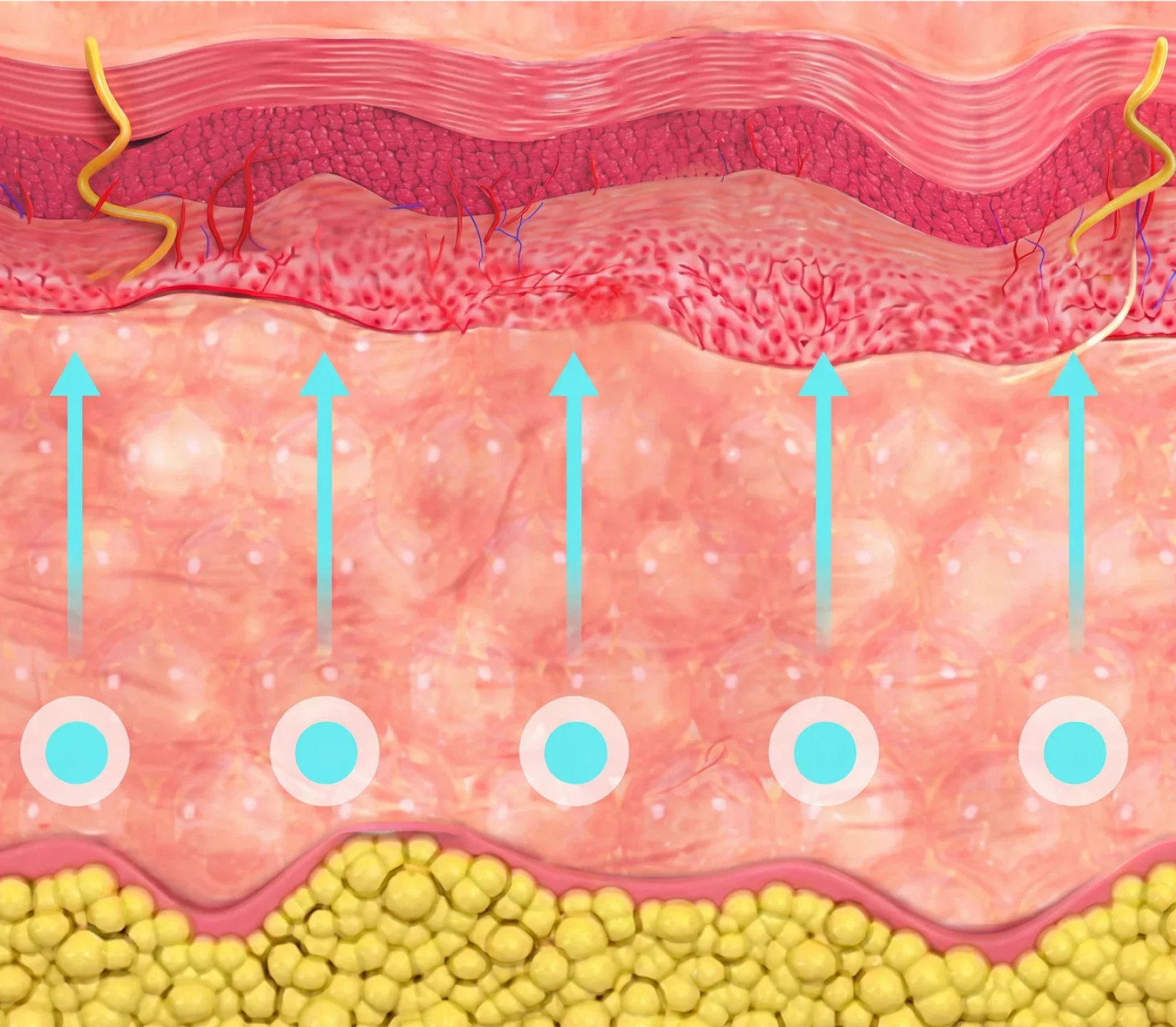 Skinvive absorbed deep into the skin