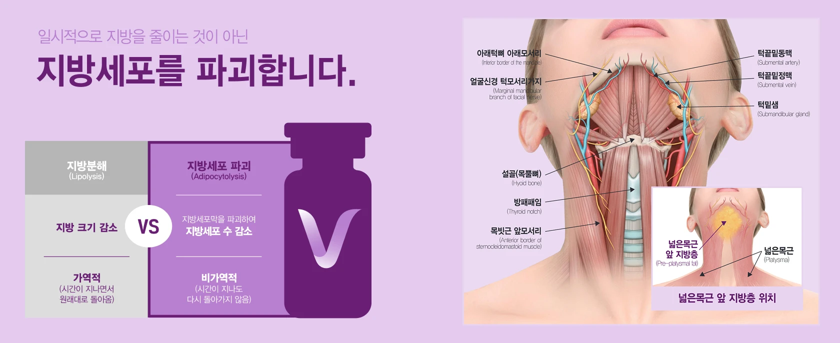브이올렛 턱밑 지방층 해부학 설명