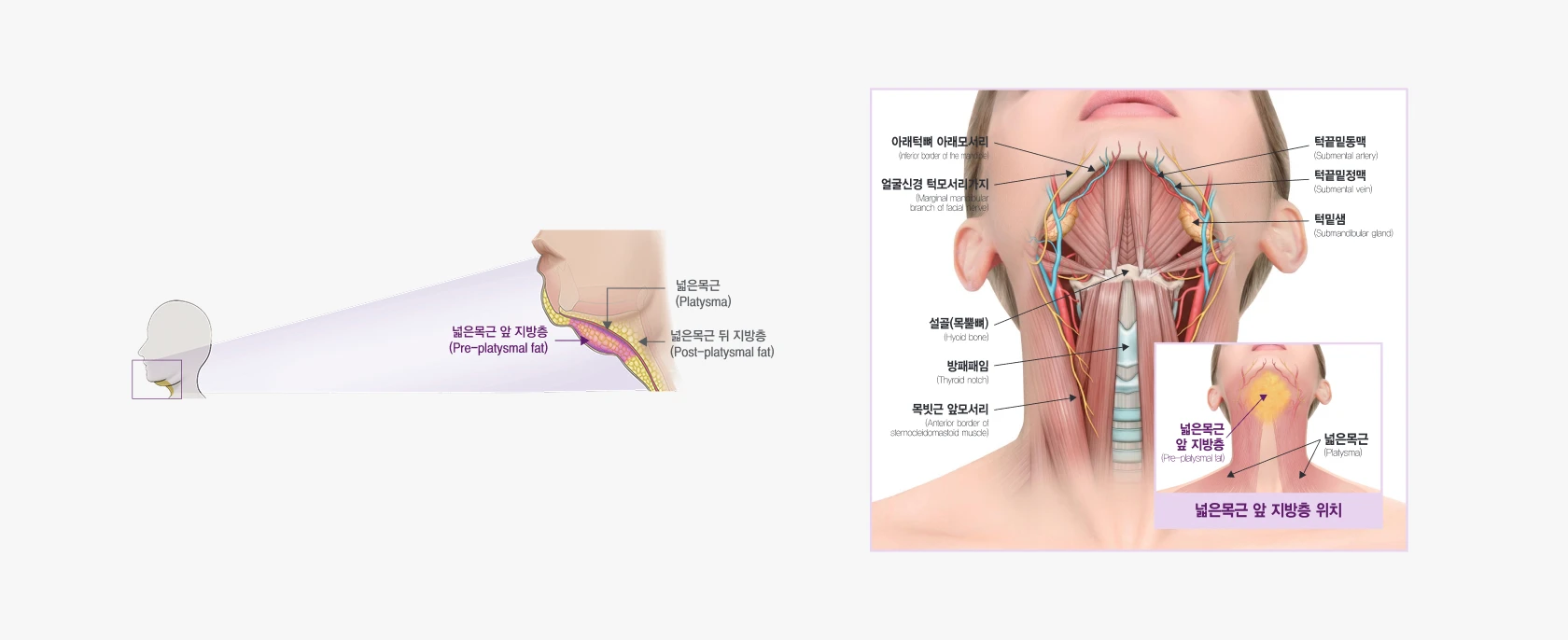 브이올렛 턱밑 지방층 해부학 설명