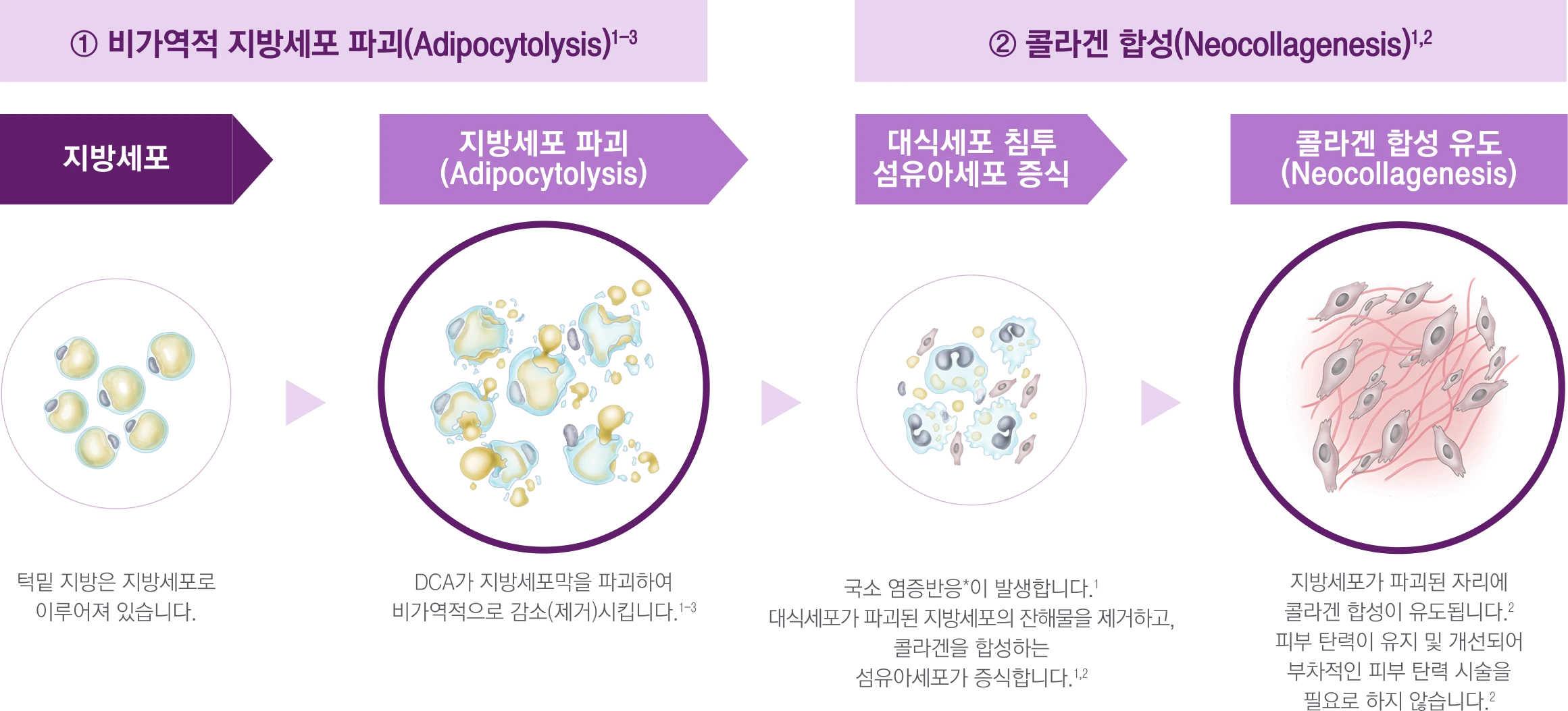 DCA 지방세포 파괴와 콜라겐 합성 과정